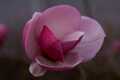 Magnolia soulangeana Rustica Rubra-8a Magnolia pośrednia